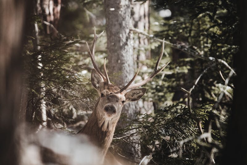 Jagd